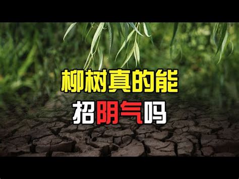 柳樹招陰|【柳樹 陰】柳樹下陰魂不散？小心惹鬼上身的6大陰氣樹種